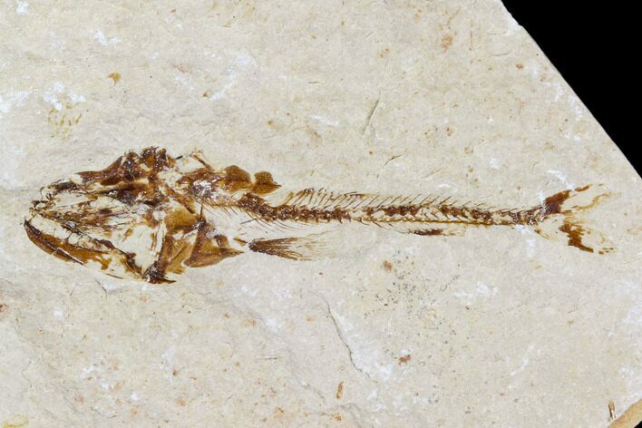 Cretaceous Fossil Fish (Eurypholis) - Lebanon #110851